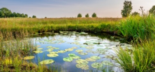 Biodiversity Net Gain: Preparing Parks Professionals