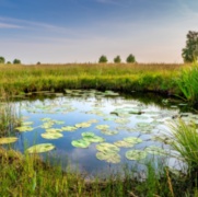 A Biodiversity Net Gain Event For Parks And Greenspace Managers