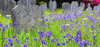 Making Space for Nature in our Burial Grounds and Churchyards