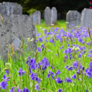 Making Space for Nature in our Burial Grounds and Churchyards