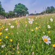 Plant Biosecurity: delivering a healthier future for the UK's plants and trees – New Report