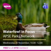 Waterfowl in Focus – Free for members!