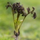 Ash dieback costs risk further hollowing out council budgets, a new APSE survey of local authorities warns