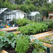 Image 3: SACRO plot Tollcross Park Allotments with foraging hedgerow at rear