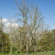 Ash Dieback and its current and future impact on local authorities across the UK