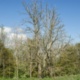 Ash Dieback and its current and future impact on local authorities across the UK