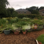 Image 1: Croftburn Allotments Pond supported by Froglife