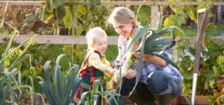 Managing Allotments in Local Authorities