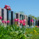 A whole-system approach to modernising bereavement services across Southampton