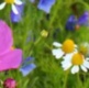Wildflower Meadows and Grasslands Management - Slide Pack