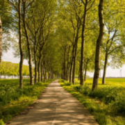 APSE Northern Region Event - From Concrete to Canopy