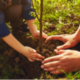 Salford set to reach 8000-tree target two years early
