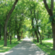 North Yorkshire Council proposes countywide Tree and Woodland Policy to give greater protection to trees