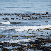 Innovating with nature: Stronger Shores approach to coastal resilience