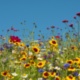 APSE Energy Webinar - Biodiversity Net Gain: What local authorities should know