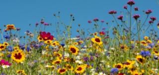 Biodiversity Net Gain: An Option for Income Generation