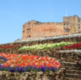 APSE Central Region Event - Plants, Trees and Automobiles: A Greenspace and Highways forum
